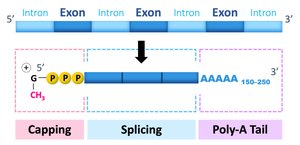 Diagram of RNA processing: capping, splicing, poly-A tail