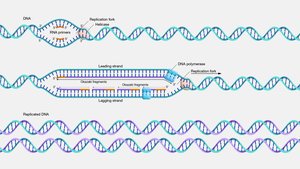 Diagram of DNA replication showing leading and lagging strand synthesis