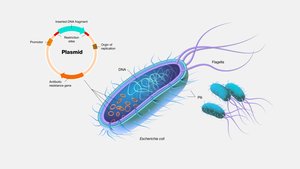 Plasmid structure and transfer in bacteria