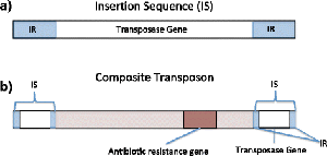 Diagram of insertion sequence and composite transposon