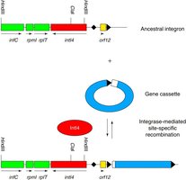 Integron structure and gene cassette integration
