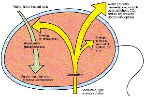 Diagram of anabolism and catabolism in a cell