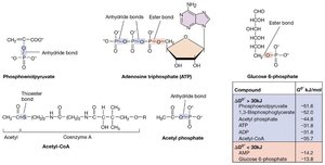 Short and long term energy storage molecules