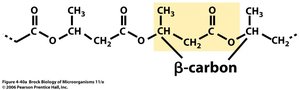 Structure of poly-β-hydroxybutyrate