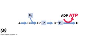 Substrate-level phosphorylation pathway