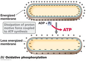 Oxidative phosphorylation and photophosphorylation