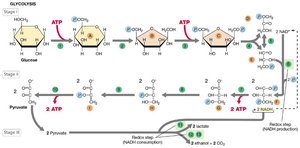 Major pathway of glucose metabolism (glycolysis)