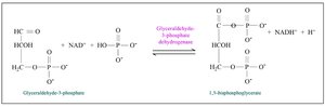 Step 6 of glycolysis: NAD+ reduction