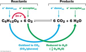 Example of a redox reaction: glucose oxidation and oxygen reduction