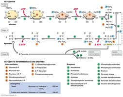 Alcohol fermentation pathway