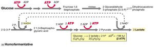 Homolactic fermentation pathway