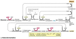 Heterolactic fermentation pathway