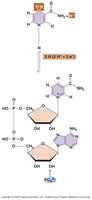 Structure of NAD+ and its components