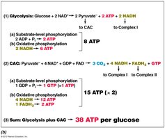 Energetics balance sheet for aerobic respiration
