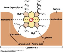 Structure of cytochrome protein