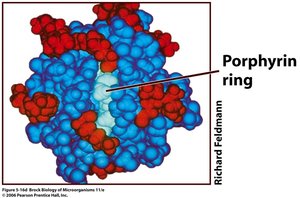Porphyrin ring in cytochrome