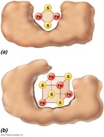 Iron-sulfur protein structure