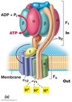 ATP synthase structure and chemiosmosis