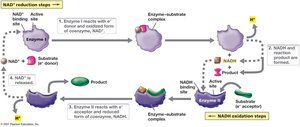 NAD+/NADH cycling in enzymatic reactions