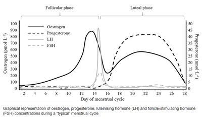 Hormone levels during the menstrual cycle