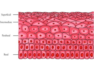 Layers of cervical epithelium: superficial, intermediate, parabasal, basal