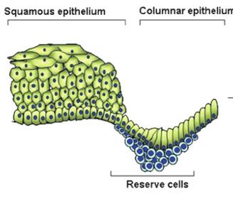 Reserve cells in transformation zone