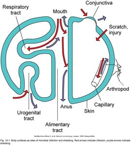 Body surfaces as sites of microbial infection and shedding