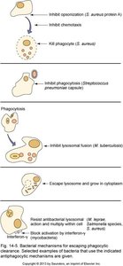 Bacterial mechanisms for escaping phagocytic destruction