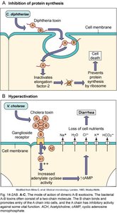 Mechanisms of exotoxin action