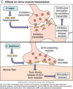Mechanisms of exotoxin action (nerve-muscle transmission)