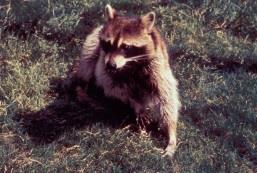 Animal reservoir (raccoon)