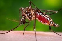 Mosquito as a vector
