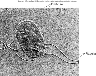 Electron micrograph showing fimbriae and flagella on a bacterial cell