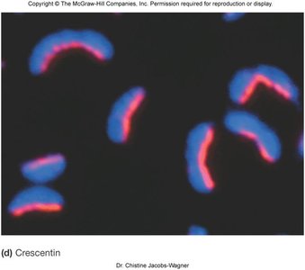 Fluorescence micrograph of crescentin protein in curved bacterial cells