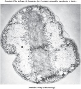 Electron micrograph of cell membrane infoldings in a prokaryote