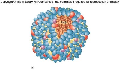 Diagram of PHB inclusion structure