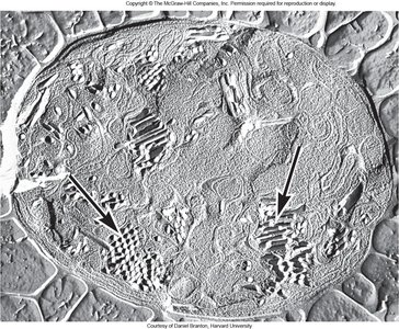 Electron micrograph of gas vacuoles in prokaryotic cells