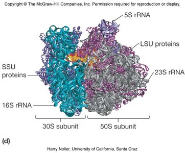 Molecular model of the 70S ribosome showing rRNA and protein components