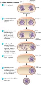 Diagram of the steps in endospore formation (sporulation)
