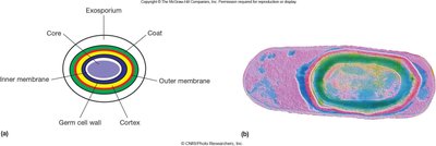 Diagram and micrograph of endospore structure