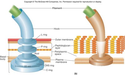 Diagram of flagellar structure showing filament, hook, and basal body