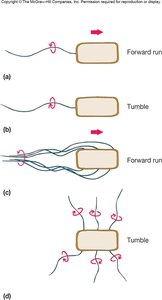 Diagram showing bacterial movement in response to chemical gradients (chemotaxis)