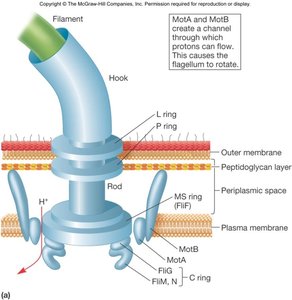 Diagram of flagellar motor showing MotA and MotB proteins and proton flow