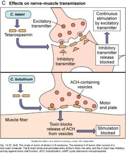 Diagram of botulinum toxin blocking acetylcholine release at neuromuscular junction