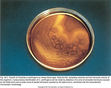 Clostridium perfringens on blood agar showing hemolysis