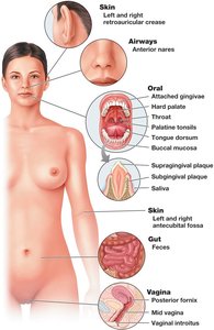Major body sites and their associated microbiota