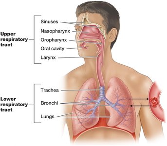 Anatomy of the respiratory tract