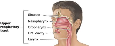 Upper respiratory tract