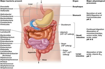 Human gastrointestinal tract and major microbiota