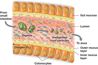 Microenvironments in the large intestine